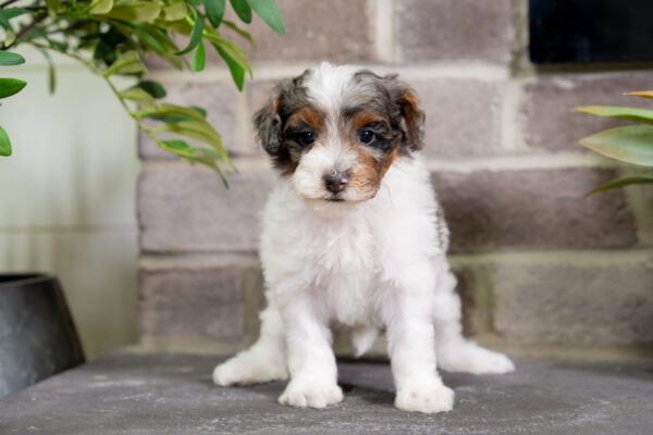 Dakota - Poodle - Image 4