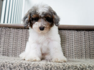 Dakota Female Poodle