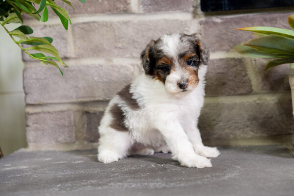 Dakota - Poodle - Image 3