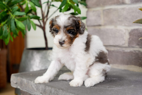 Dakota - Poodle - Image 2