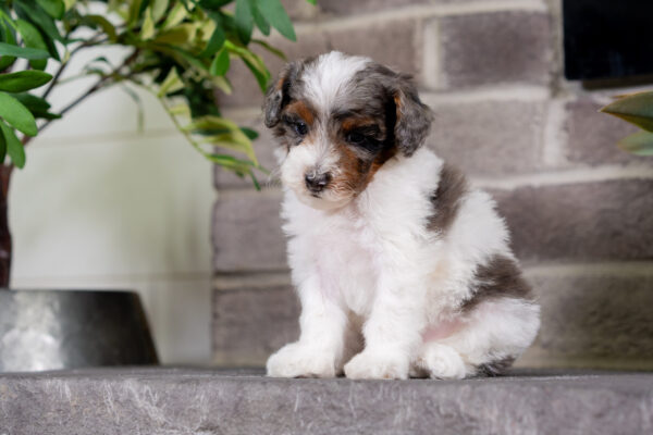 Dakota - Poodle