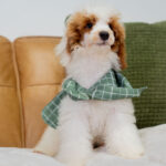 Darius | Red Parti Poodle for sale