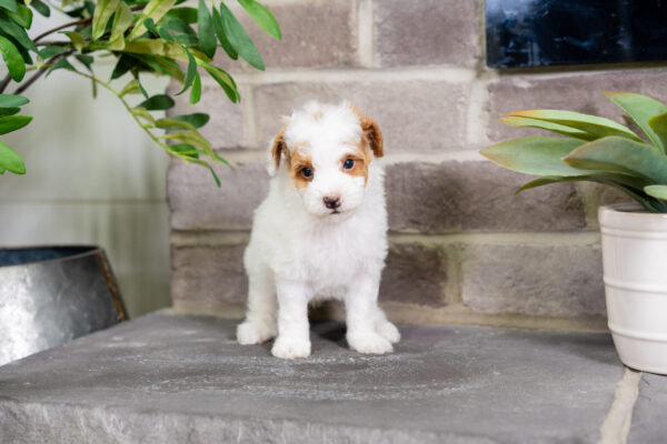 Darius - Poodle - Image 5
