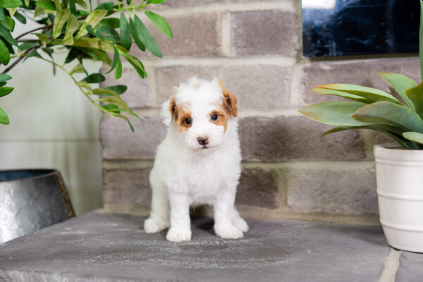 Darius - Poodle - Image 4