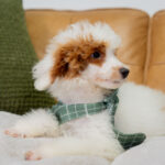 Darius | Red Parti Poodle for sale