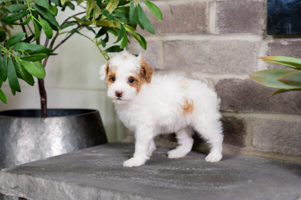 Darius - Poodle - Image 3