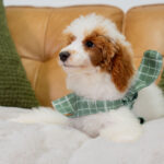 Darius | Red Parti Poodle for sale