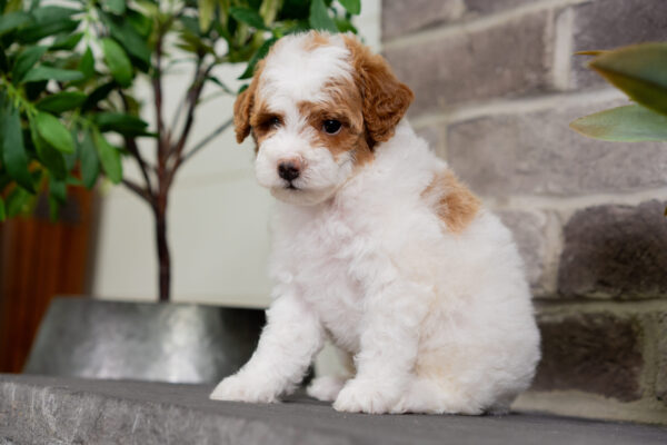Delta - Poodle - Image 2