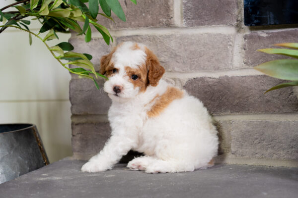 Delta - Poodle - Image 5