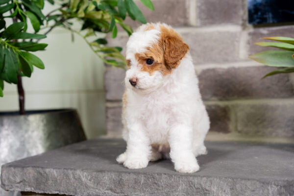 Delta - Poodle - Image 4