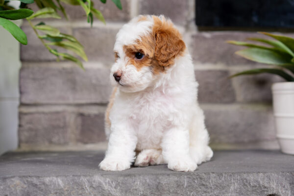 Delta - Poodle - Image 3