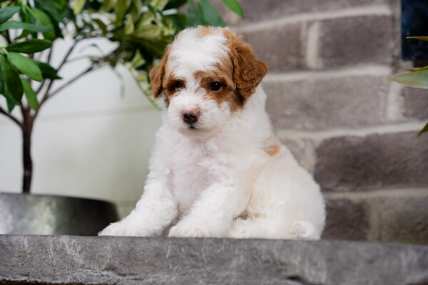 Delta - Poodle