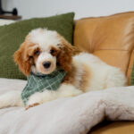 Dexter | Red Parti Poodle for sale