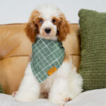Dexter | Red Parti Poodle for sale