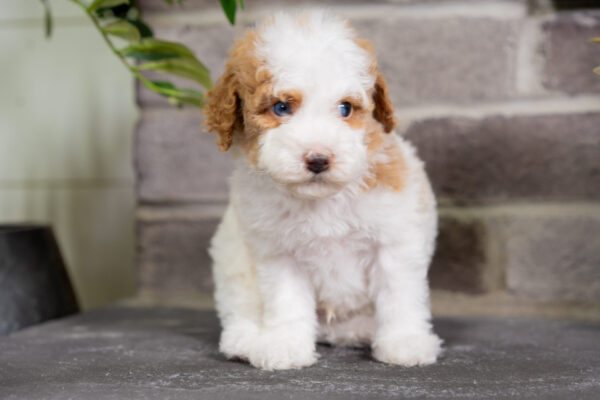 Dexter - Poodle - Image 5