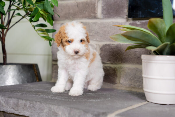 Dexter - Poodle - Image 4