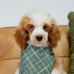 Dexter | Red Parti Poodle for sale