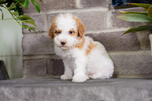 Dexter - Poodle - Image 3