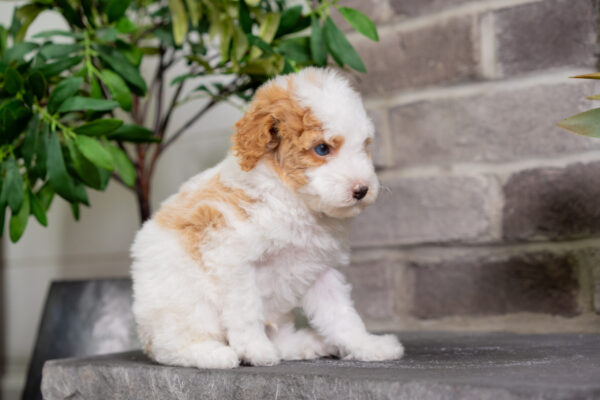 Dexter - Poodle - Image 2