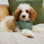 Dexter | Red Parti Poodle for sale