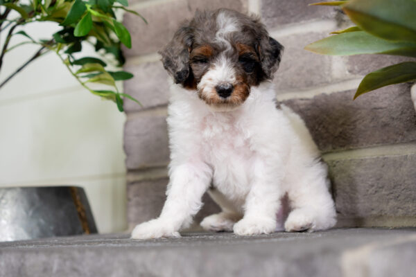 Dimitri - Poodle - Image 6
