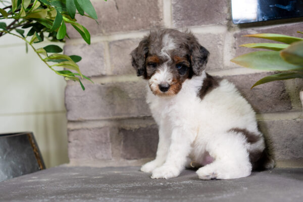 Dimitri - Poodle - Image 2