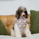 Dimitri | Blue Merle/Tan Parti Poodle for sale