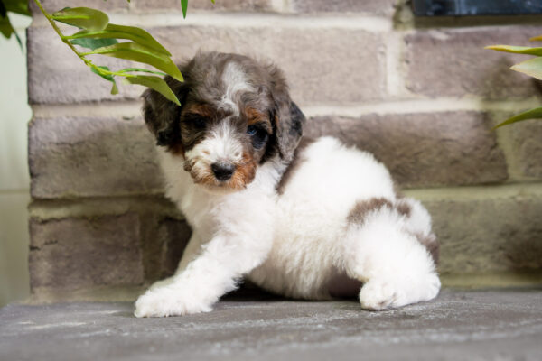 Dimitri - Poodle - Image 5