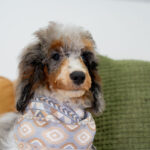 Dimitri | Blue Merle/Tan Parti Poodle for sale
