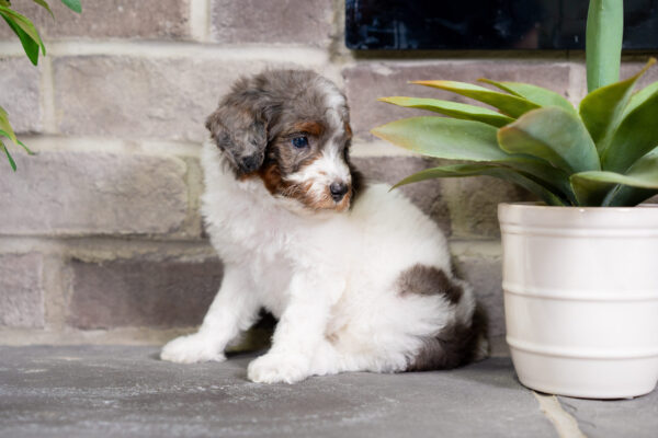 Dimitri - Poodle - Image 4