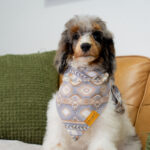 Dimitri | Blue Merle/Tan Parti Poodle for sale