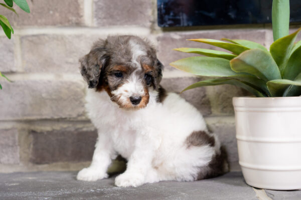 Dimitri - Poodle - Image 3