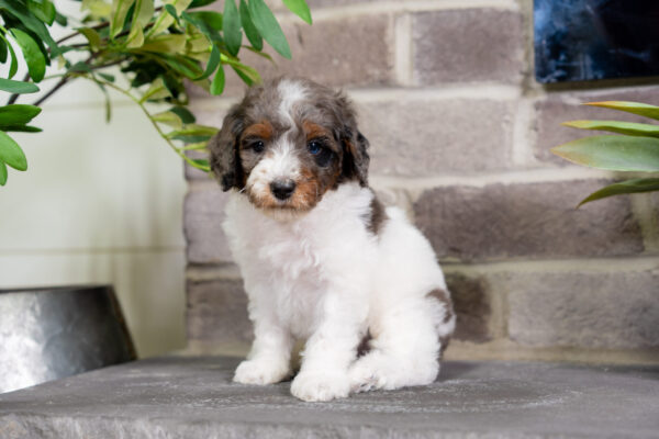 Dimitri - Poodle