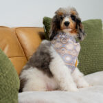 Dimitri | Blue Merle/Tan Parti Poodle for sale