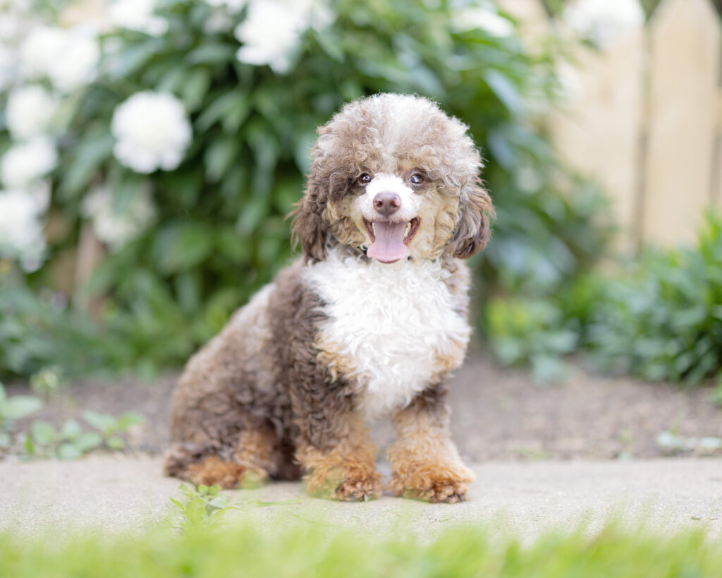 Nick-Miniature Poodle