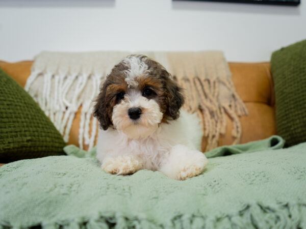 Leo - Poodle - Image 4