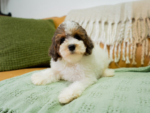 Leo - Poodle - Image 3