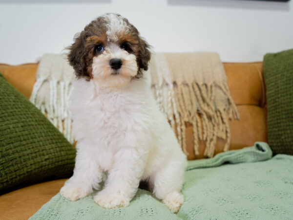 Leo - Poodle