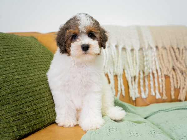Leo - Poodle - Image 2