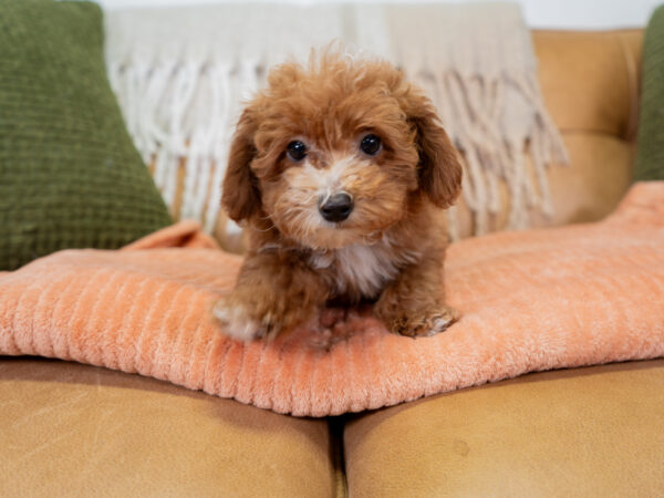 Nash - Poodle - Image 5