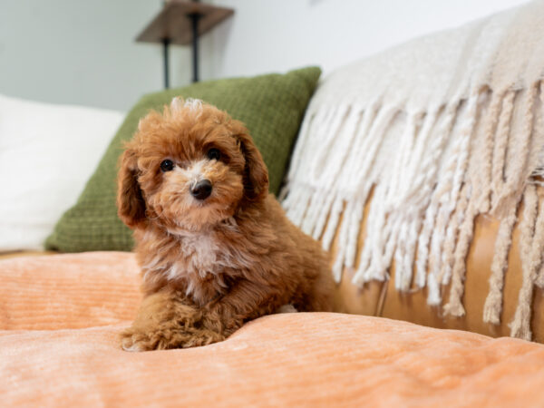 Nash - Poodle - Image 3