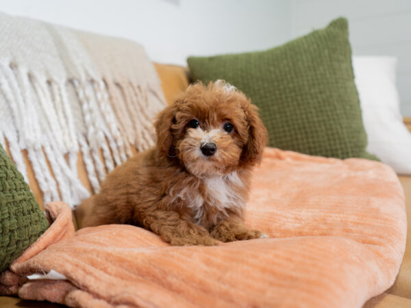 Nash - Poodle