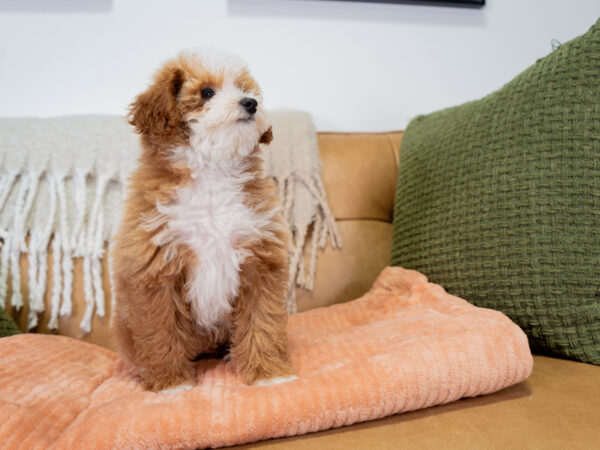 Nigel - Poodle - Image 6