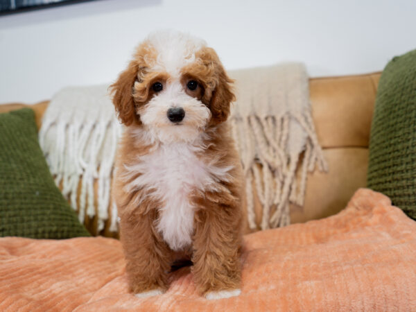 Nigel - Poodle