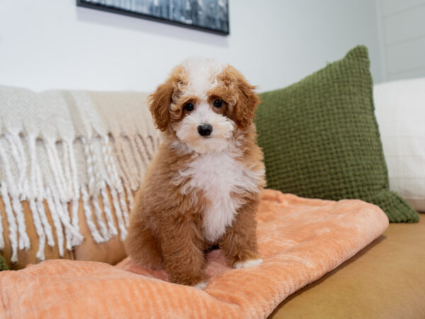 Nigel - Poodle - Image 4