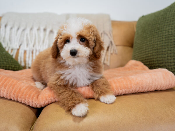 Nigel - Poodle - Image 3