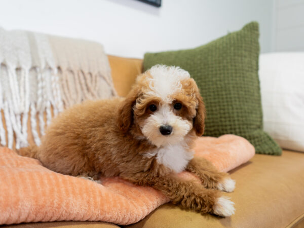 Nigel - Poodle - Image 2