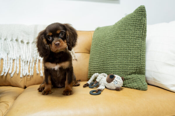Parker - Cavalier - Image 5