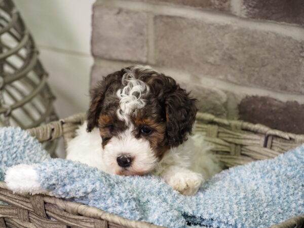 Leo - Poodle - Image 6