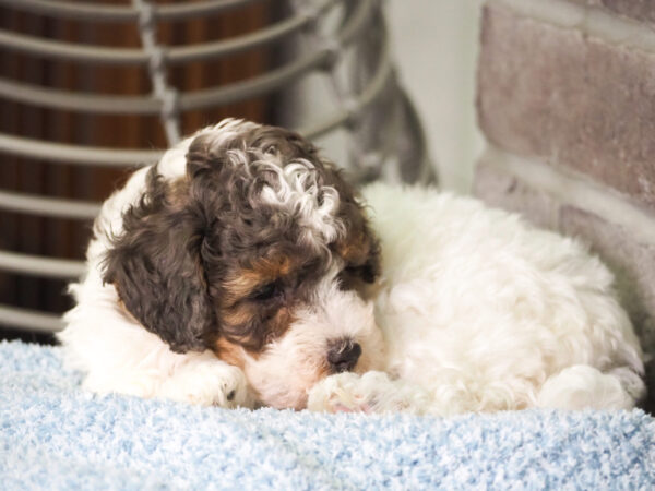 Leo - Poodle - Image 5